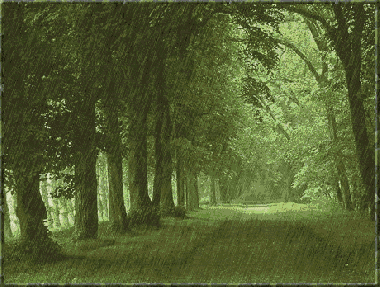 webassets/Rain--England-Woods.gif